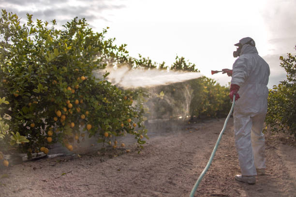 Reliable Sedona, AZ Pest Control Solutions